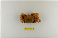 藏品(平掌沙蟹)的圖片